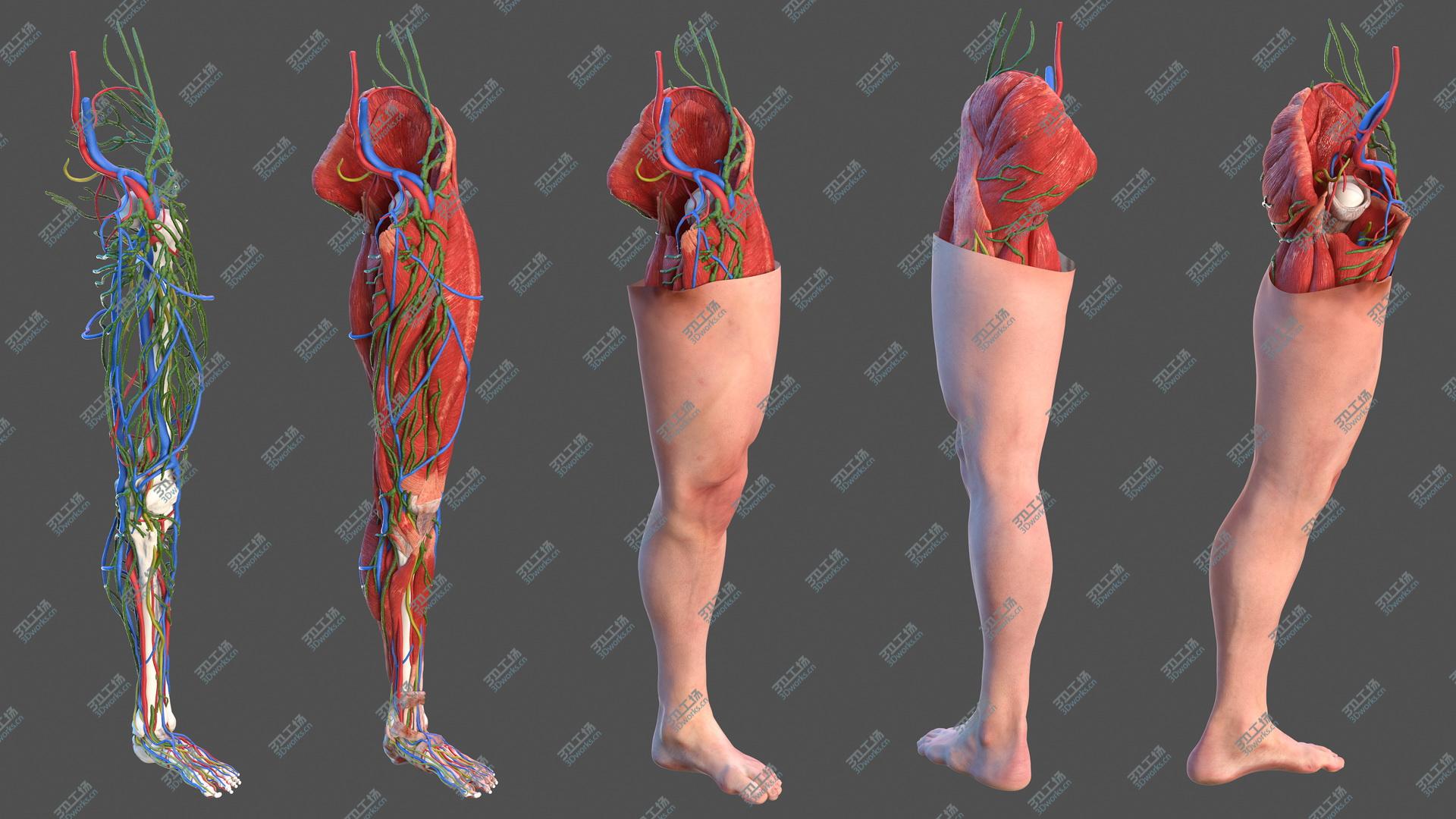 images/goods_img/202104022/Male Leg Full Anatomy and Skin 3D model/2.jpg